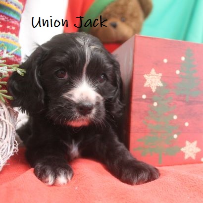 puppy, for, sale, Cockilier, Joe & Cherri  Overlease, dog, breeder, Miller, MO, dog-breeder, puppy-for-sale, forsale, nearby, find, puppyfind, locator, puppylocator, aca